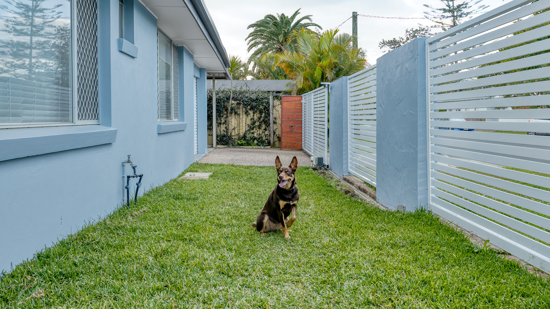 Our Dog Friendly Homes