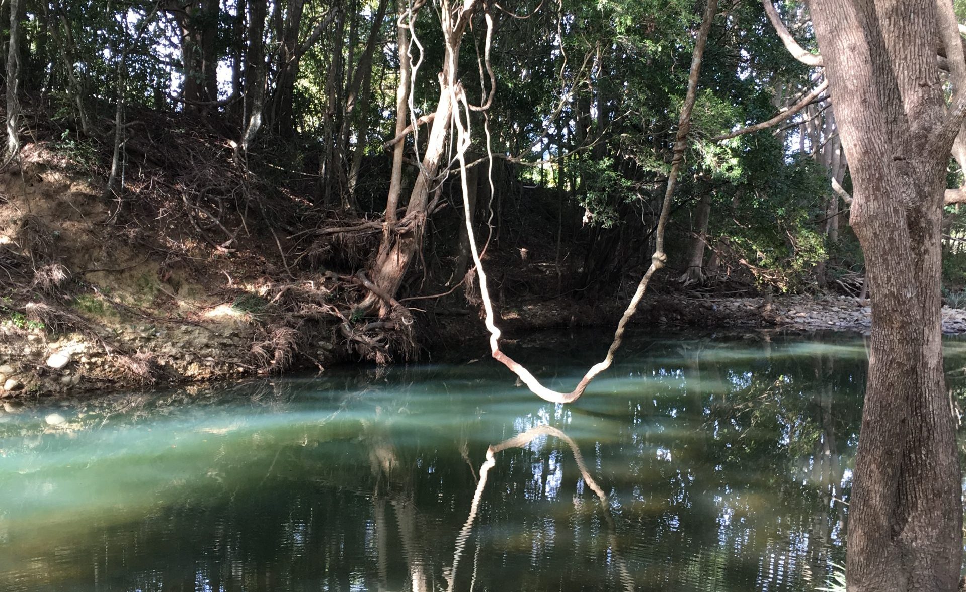 Explore the Best Bush Walks Around the Gold Coast
